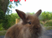 Lionhead bunnies ready now