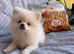 Pomeranian ready now