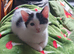 3 kittens from litter of 6 available