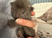 4 beautiful kittens