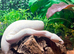 Blue Eyed Lucy at Birmingham Reptiles