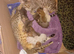 F3 Savannah kittens  Ready to Find a NEW Loving Home