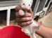 Mixed Ferrets available soon