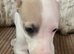 Fabulous Litter of Whippet Pups For Sale