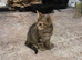 Baby Kitten for sale