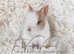 LAST TWO FULLY VACCINATED LIONHEAD BROTHERS