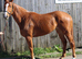 15.2 Chestnut Thoroughbred Mare