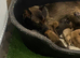1 Belgian Malinois Female left!!
