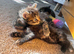 4 adorable fluffy ragdoll cross kittens 2 Left