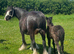 9 yr old mare with colt foal