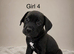 Cane corso puppies