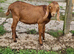 Anglo nubian bully goat.