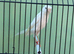 2024 very nice Persian hen