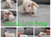 Mini lop babies available