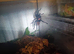 Tiger rump tarantula