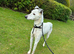 Whippet x collie