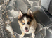 Male Pomsky
