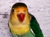 Baby love birds