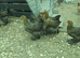 Stunning Brahma hens &ndash; POL.