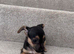 4 beautiful Jack Russell puppie