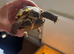 Horsefield tortoises