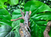 Red Bar Male Panther Chameleons at Birmingham Reptiles