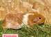 Females and male guinea pigs
