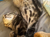 Tabby kitten