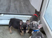 Mobile microchipping service