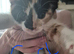 Beautiful maine coon cross kittens
