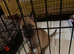 1 boy pup available ready now