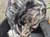 Female shi tzu