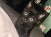 Female kitten