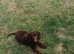 Beautiful Chocolate Brown Cockapoo Puppy