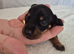 Stunning Miniature Dachshunds