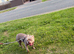 Pocket bully cross staffy