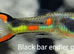 Mix guppies + endlers