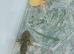 Baby axolotls for s