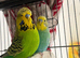 Budgies & set up