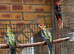 Gorgeous young Rosellas