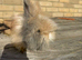 Pure bred Angora