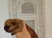 English bulldog cross Staffordshire bull terrier