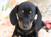 Miniature Dachshund Puppies