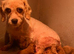 Beautiful fox red cavapoochon pups