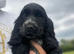 Show type  cocker spaniel
