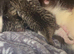 Mix breed tortoise shell kitten
