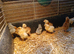 Day old chicks