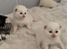 £300 British Short hair kittens BSH £300!!