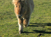 Standard registered shetland yearling colts