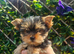 Yorkshire terrier Kc Registered